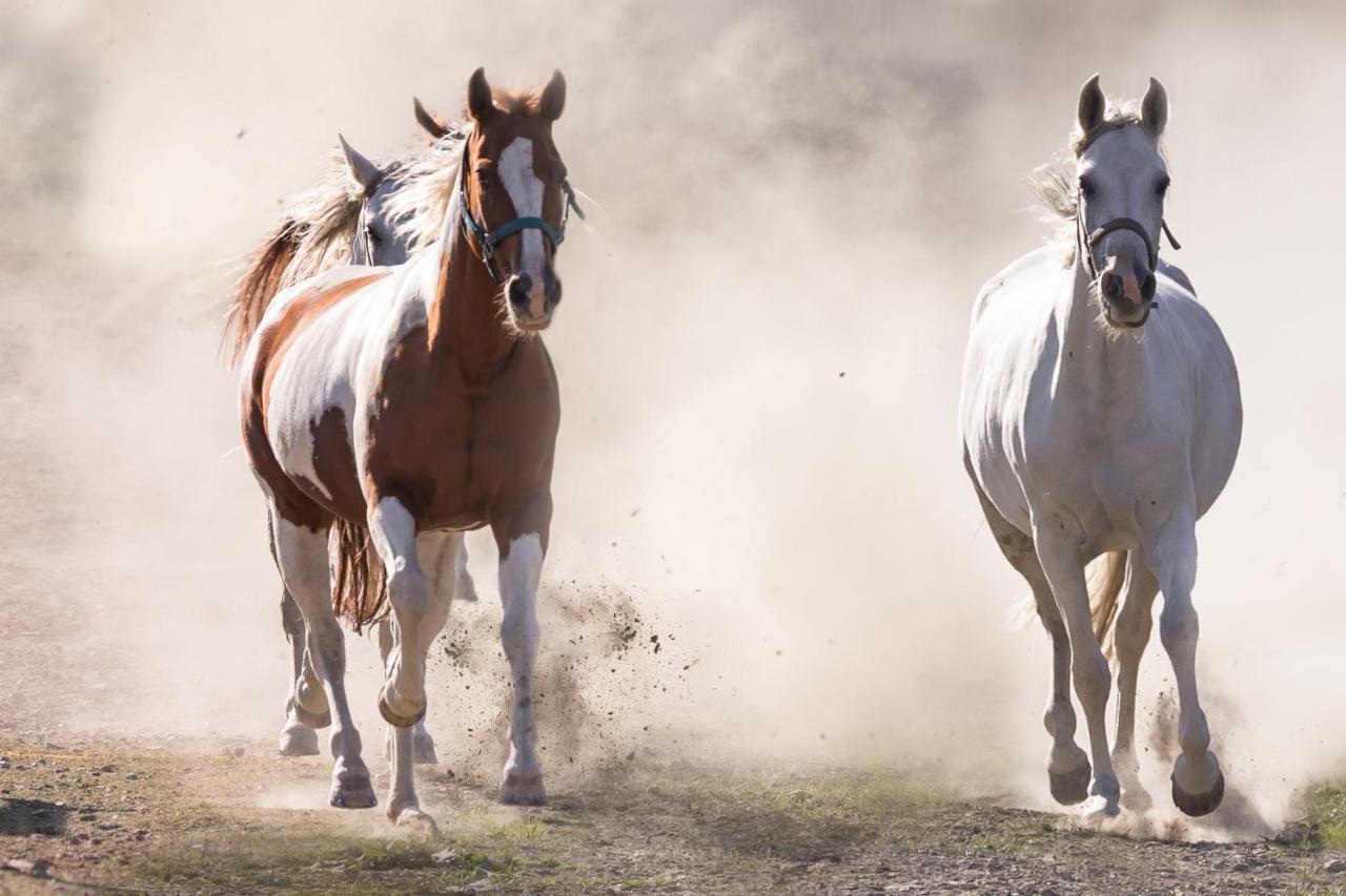 Ranchhouse Bubble - Westernstable - Horse Elterlein المظهر الخارجي الصورة